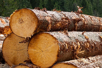 Экспорт круглого леса из России